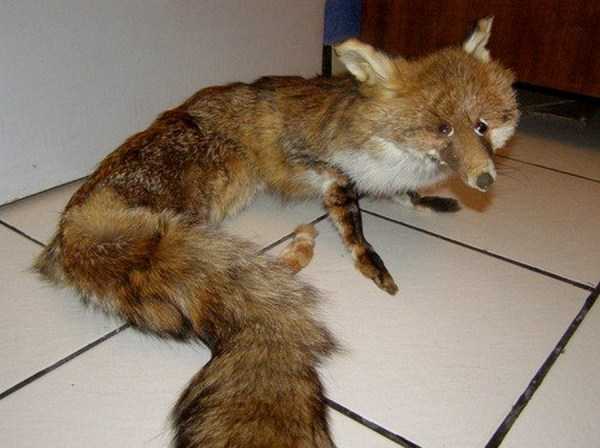 39 Taxidermy Disasters (39 photos)