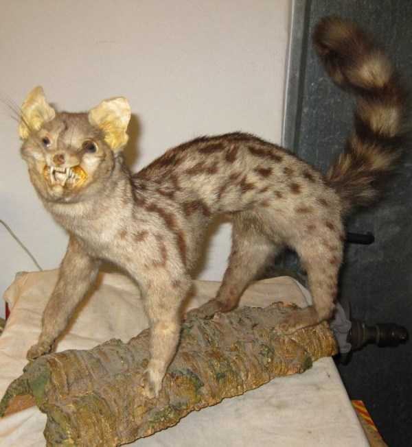 39 Taxidermy Disasters (39 photos)