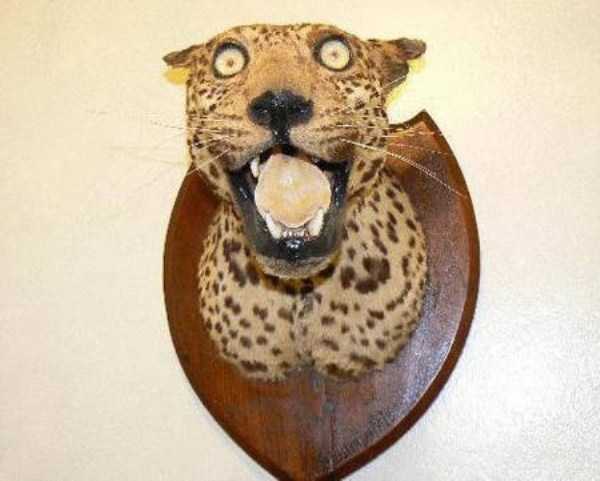 39 Taxidermy Disasters (39 photos)