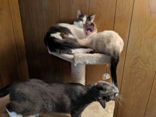49 Perfectly Timed Photos