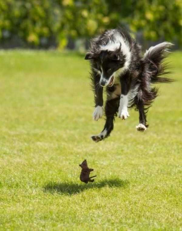 49 Perfectly Timed Photos