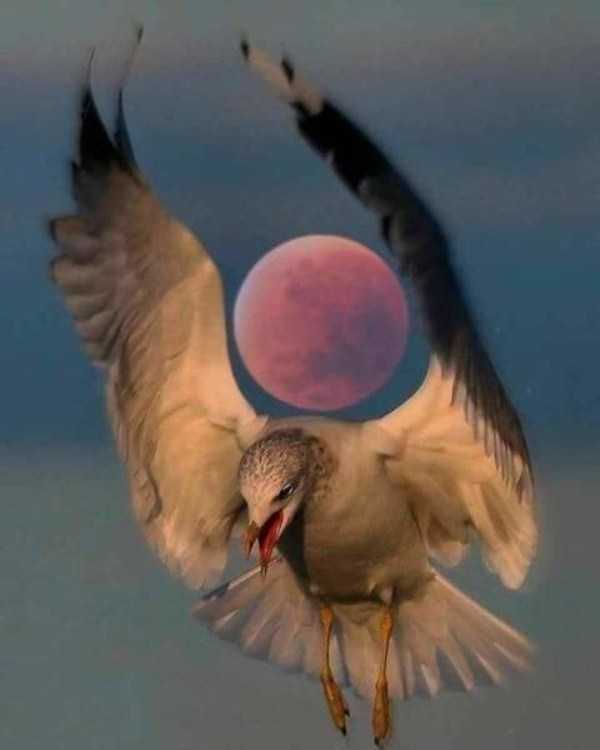 49 Perfectly Timed Photos