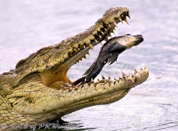 67 Perfectly Timed Photos