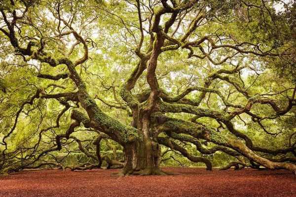 Unusual Trees (36 photos)