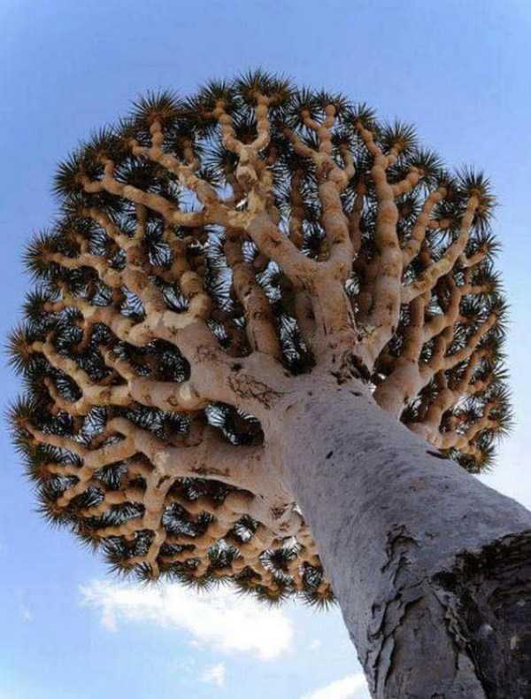 Unusual Trees (36 photos)