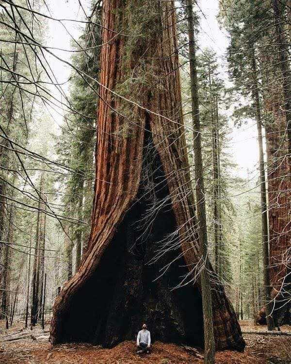 Unusual Trees (36 photos)
