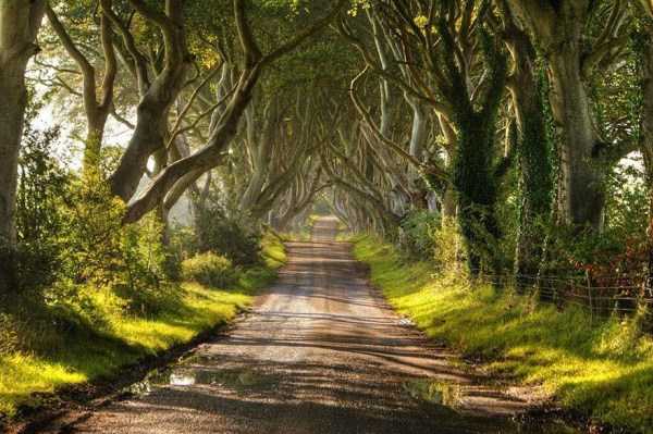 Unusual Trees (36 photos)