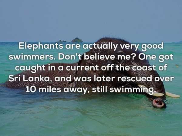 It’s Time For Some Cool And Interesting Facts – Part 73 (42 photos)