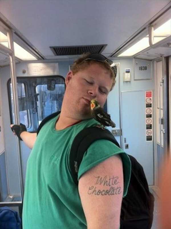 Meanwhile On Public Transportation (52 photos)