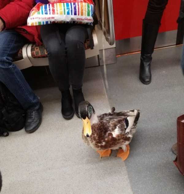 Subway Fashion: Russian Edition – Part 48 (39 photos)