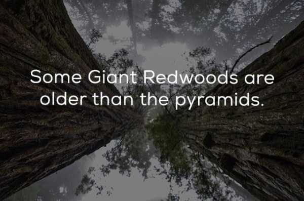 Odd History Facts 11 600x397 22 Quite Odd History Facts (22 photos)