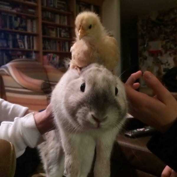 klyker funny picdump 9 3 600x600 Klyker Picdump (93 photos)