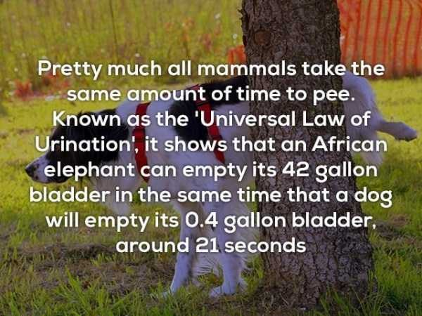 It’s Time For Some Cool And Interesting Facts – Part 75 (51 photos)