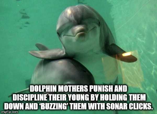 It’s Time For Some Cool And Interesting Facts – Part 77 (64 photos)