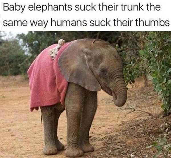 It’s Time For Some Cool And Interesting Facts – Part 77 (64 photos)