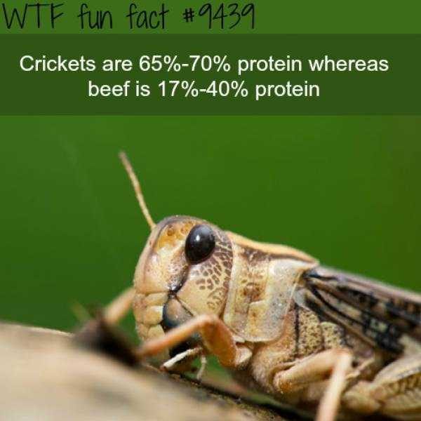 It’s Time For Some Cool And Interesting Facts – Part 77 (64 photos)