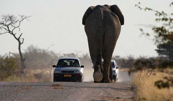 funny animals 1 5 600x349 Get Ready For Funny Animals – Part 12 (49 photos)