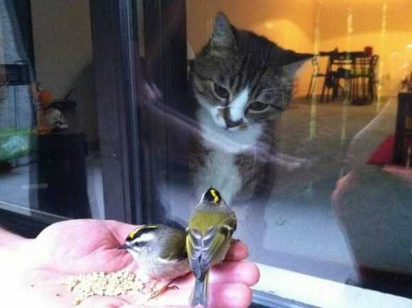 funny animals 10 1 600x448