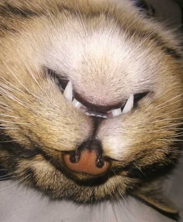 Get Ready For Funny Animals – Part 17 (44 photos)