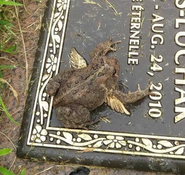 funny animals 10 13 600x569 Get Ready For Funny Animals – Part 20 (42 photos)