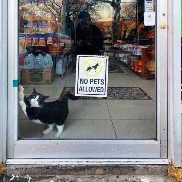 funny animals 10 14 600x600 Get Ready For Funny Animals – Part 21 (50 photos)