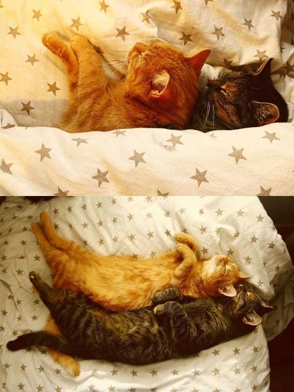 funny animals 10 17 600x800 Get Ready For Funny Animals – Part 24 (50 photos)