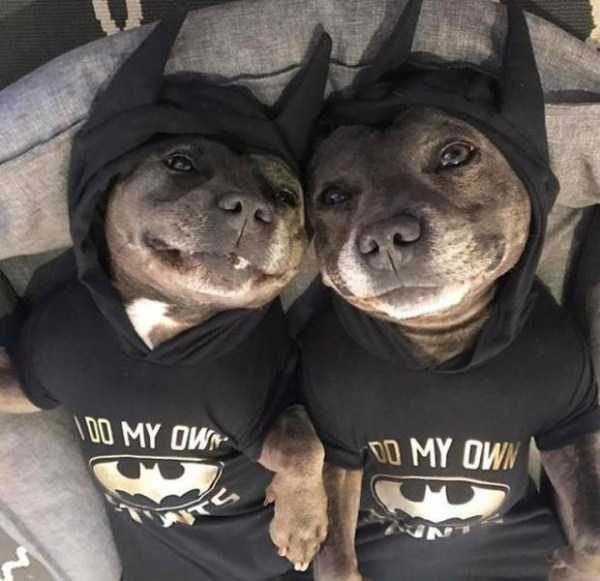 funny animals 10 5 600x581 Get Ready For Funny Animals – Part 12 (49 photos)