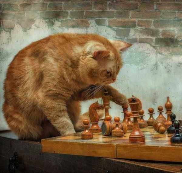 Get Ready For Funny Animals – Part 13 (46 photos)