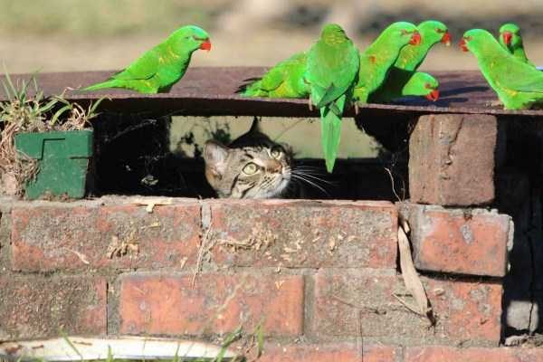 funny animals 11 13 600x400 Get Ready For Funny Animals – Part 20 (42 photos)