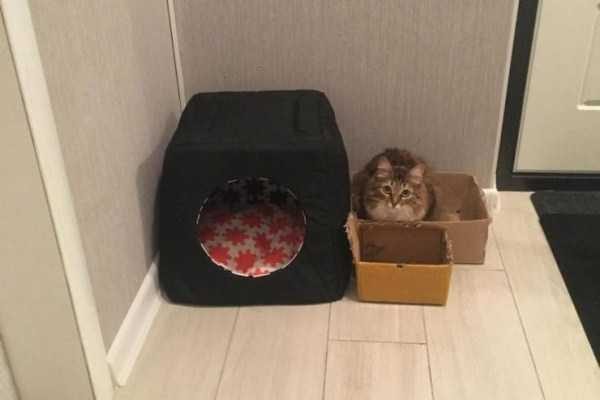 funny animals 11 14 600x400 Get Ready For Funny Animals – Part 21 (50 photos)