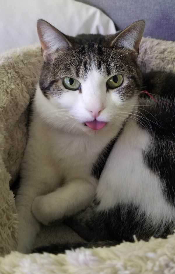 funny animals 11 17 600x935 Get Ready For Funny Animals – Part 24 (50 photos)