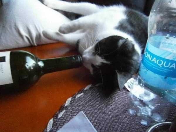 funny animals 11 5 600x451 Get Ready For Funny Animals – Part 12 (49 photos)