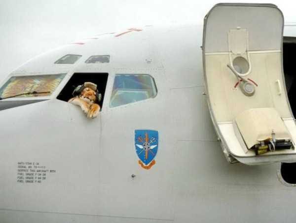 Get Ready For Funny Animals – Part 13 (46 photos)