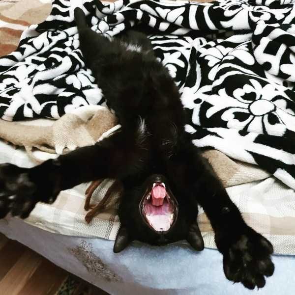 Get Ready For Funny Animals – Part 17 (44 photos)