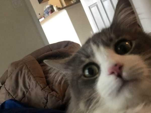 funny animals 12 17 600x450 Get Ready For Funny Animals – Part 24 (50 photos)