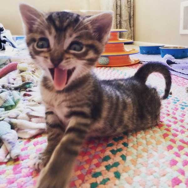 funny animals 13 17 600x600 Get Ready For Funny Animals – Part 24 (50 photos)