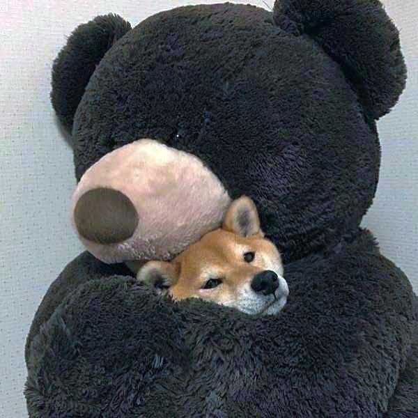 funny animals 13 5 600x600 Get Ready For Funny Animals – Part 12 (49 photos)