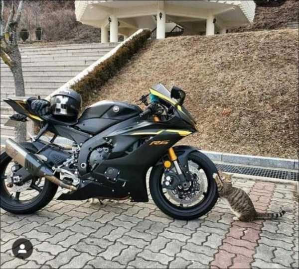 Get Ready For Funny Animals – Part 13 (46 photos)