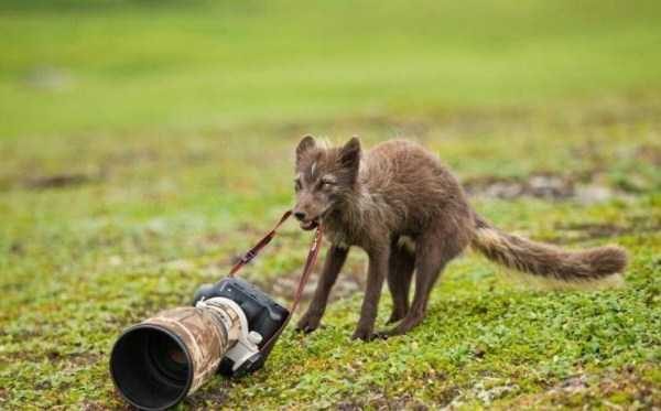 funny animals 14 14 600x373 Get Ready For Funny Animals – Part 21 (50 photos)