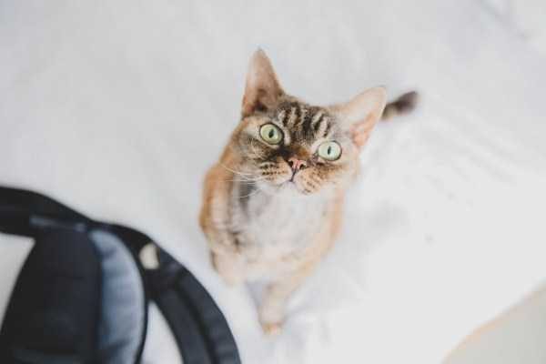 funny animals 14 17 600x400 Get Ready For Funny Animals – Part 24 (50 photos)