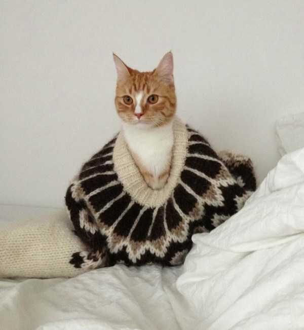 funny animals 15 17 600x651 Get Ready For Funny Animals – Part 24 (50 photos)