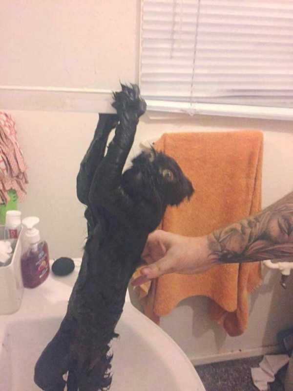 Get Ready For Funny Animals – Part 13 (46 photos)