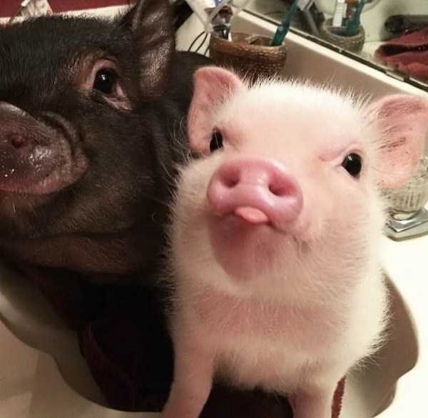 Get Ready For Funny Animals – Part 17 (44 photos)