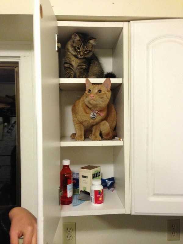 funny animals 16 13 600x800 Get Ready For Funny Animals – Part 20 (42 photos)