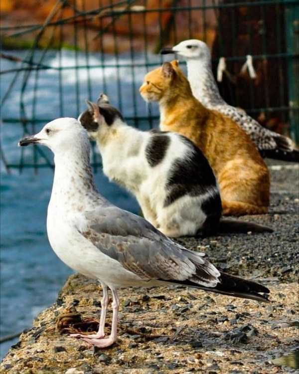 funny animals 16 14 600x750 Get Ready For Funny Animals – Part 21 (50 photos)