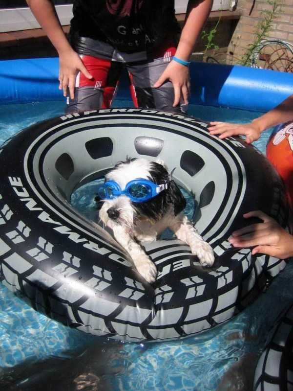 Get Ready For Funny Animals – Part 22 (45 photos)