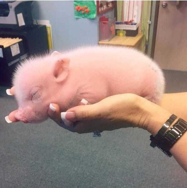 funny animals 16 5 600x602 Get Ready For Funny Animals – Part 12 (49 photos)