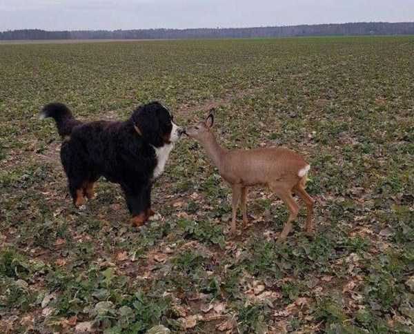 Get Ready For Funny Animals – Part 13 (46 photos)