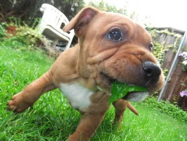 funny animals 17 13 600x451 Get Ready For Funny Animals – Part 20 (42 photos)