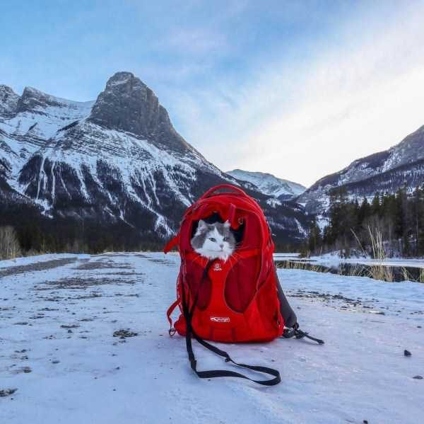 Get Ready For Funny Animals – Part 22 (45 photos)